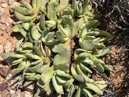 Loquacious Tonguefig (Glottiphyllum linguiforme)