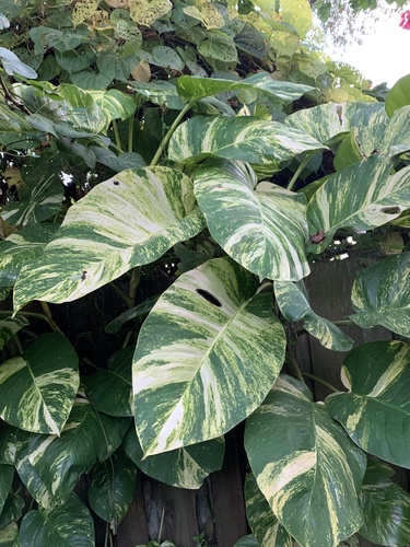 Epipremnum aureum