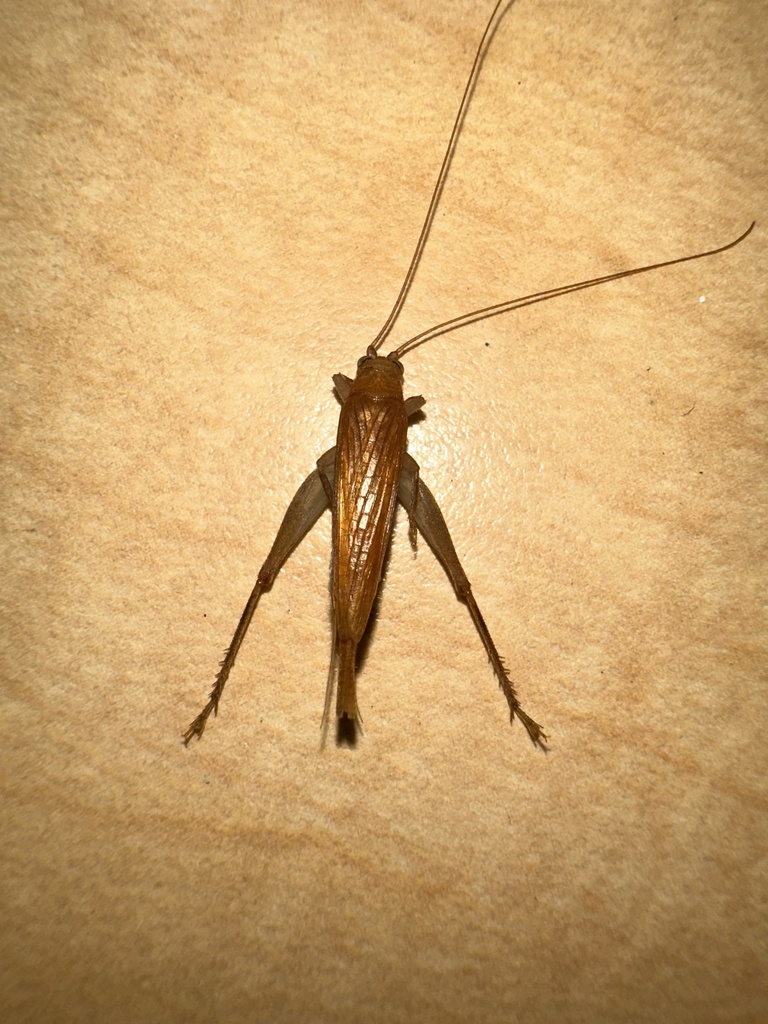 Furcimunda furcilla