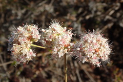 Eriogonum fasciculatum fasciculatum