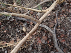 Senecio flaccidus douglasii