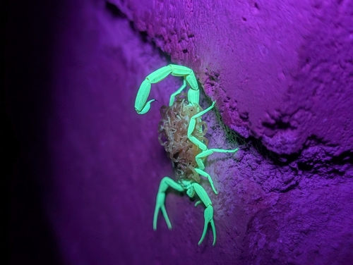 Arizona bark scorpion