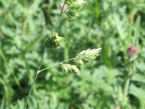 Orchard grass