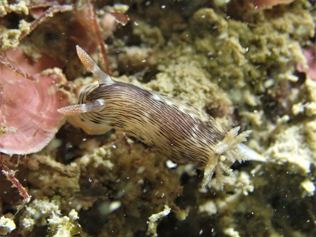 Photo of Striatella chromodoris (Chromodoris striatella)