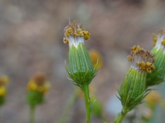 Senecio flaccidus douglasii