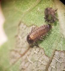 Xanthogaleruca luteola