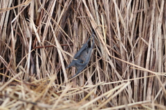 Leucoraja erinaceus