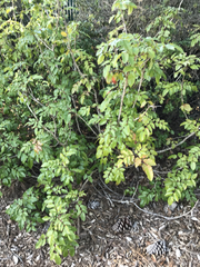 Berberis pinnata pinnata