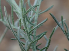Senecio flaccidus douglasii