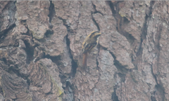 Aphrastura spinicauda