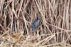 Leucoraja erinaceus