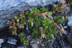 Gentiana bavarica subacaulis