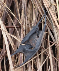 Leucoraja erinaceus