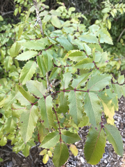 Berberis pinnata pinnata