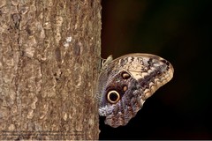 Caligo telamonius memnon