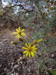 Senecio flaccidus douglasii
