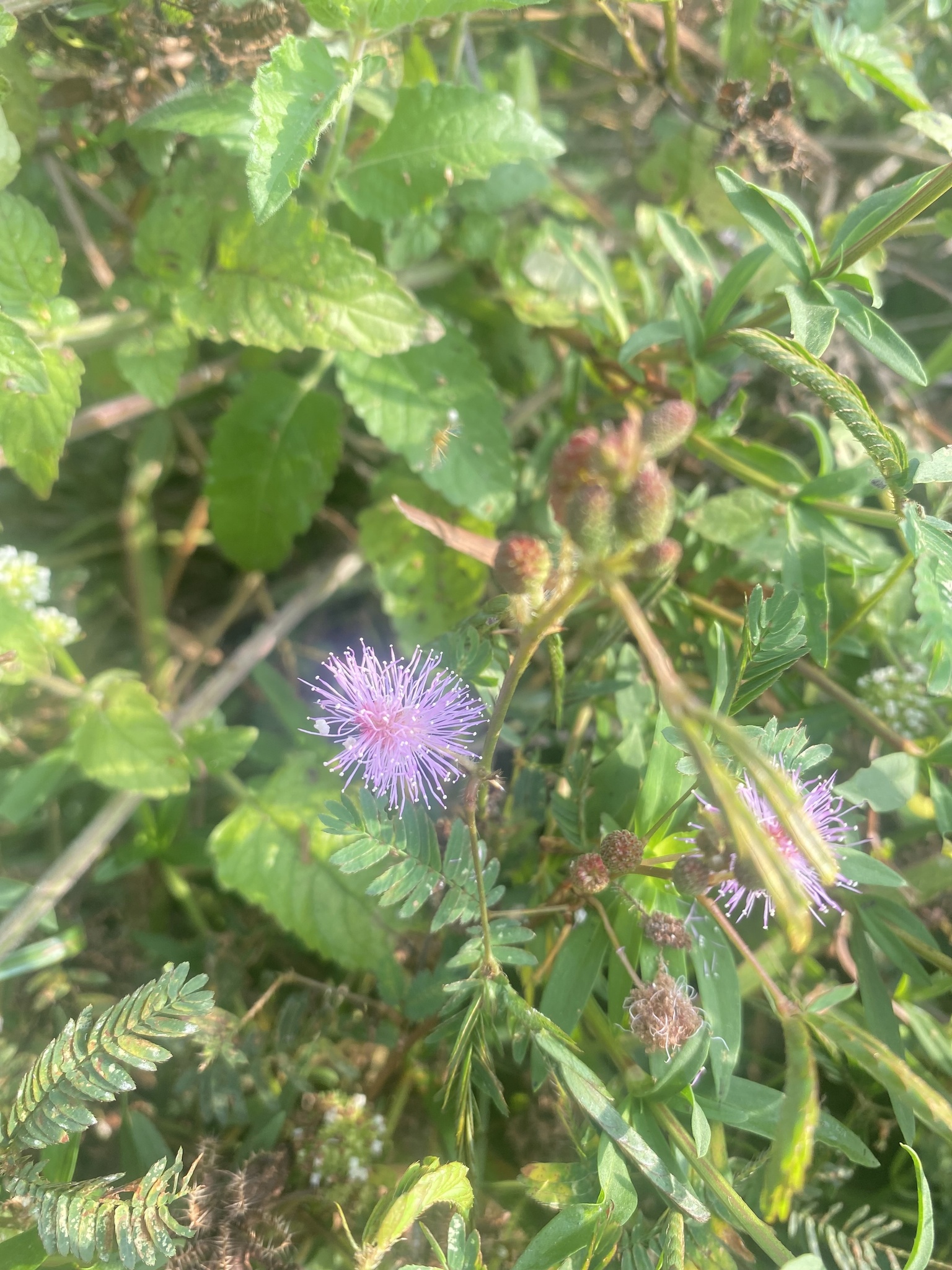 Mimosa candollei