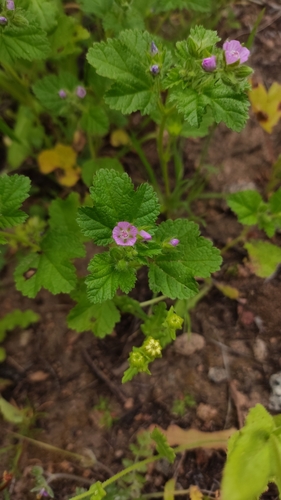 Fuertesimalva peruviana, photograph 2