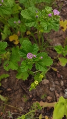 Fuertesimalva peruviana, photograph Constanza Vargas Villegas, CC BY, iNaturalist via GBIF