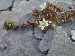 Arenaria biflora