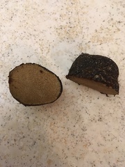 Rhizopogon fuscorubens