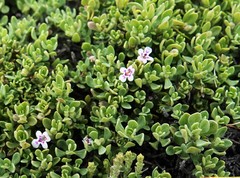 Clinopodium darwinii