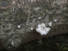 Fungi
