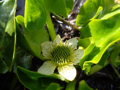 Caltha sagittata