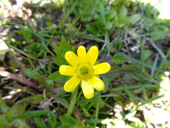 Ranunculus peduncularis