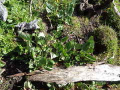 Senecio smithii