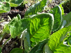 Senecio smithii