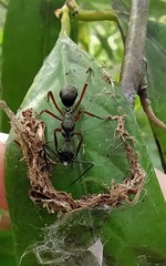 Dolichoderus attelaboides