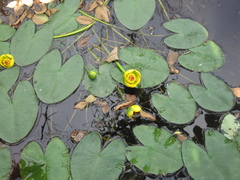 Nuphar × rubrodisca