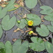 Yellow Pond-Lily - Photo (c) Sean Blaney, some rights reserved (CC BY-NC), uploaded by Sean Blaney