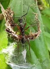 Dolichoderus attelaboides