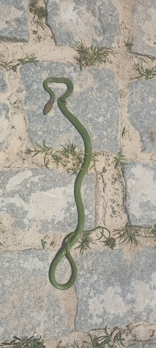 Lichtenstein's Green Racer