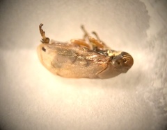 Clastoptera xanthocephala
