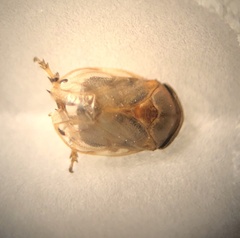 Clastoptera xanthocephala