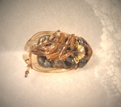 Clastoptera xanthocephala