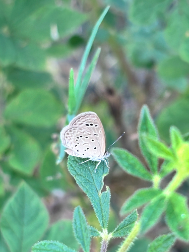 Dark Grass Blue