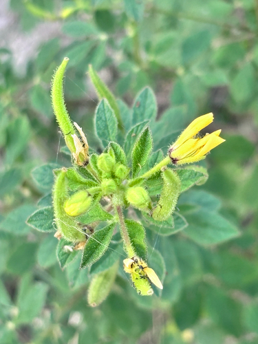 Asian Spiderflower
