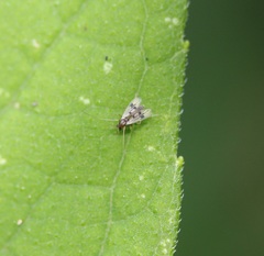 Polypedilum scalaenum