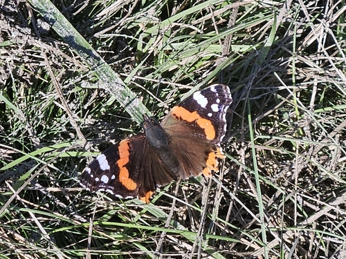 Red Admiral