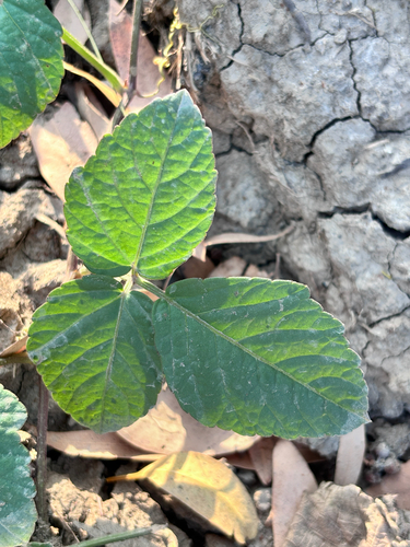 Three-Leaved Wild Vine