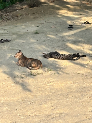 Domestic Cat
