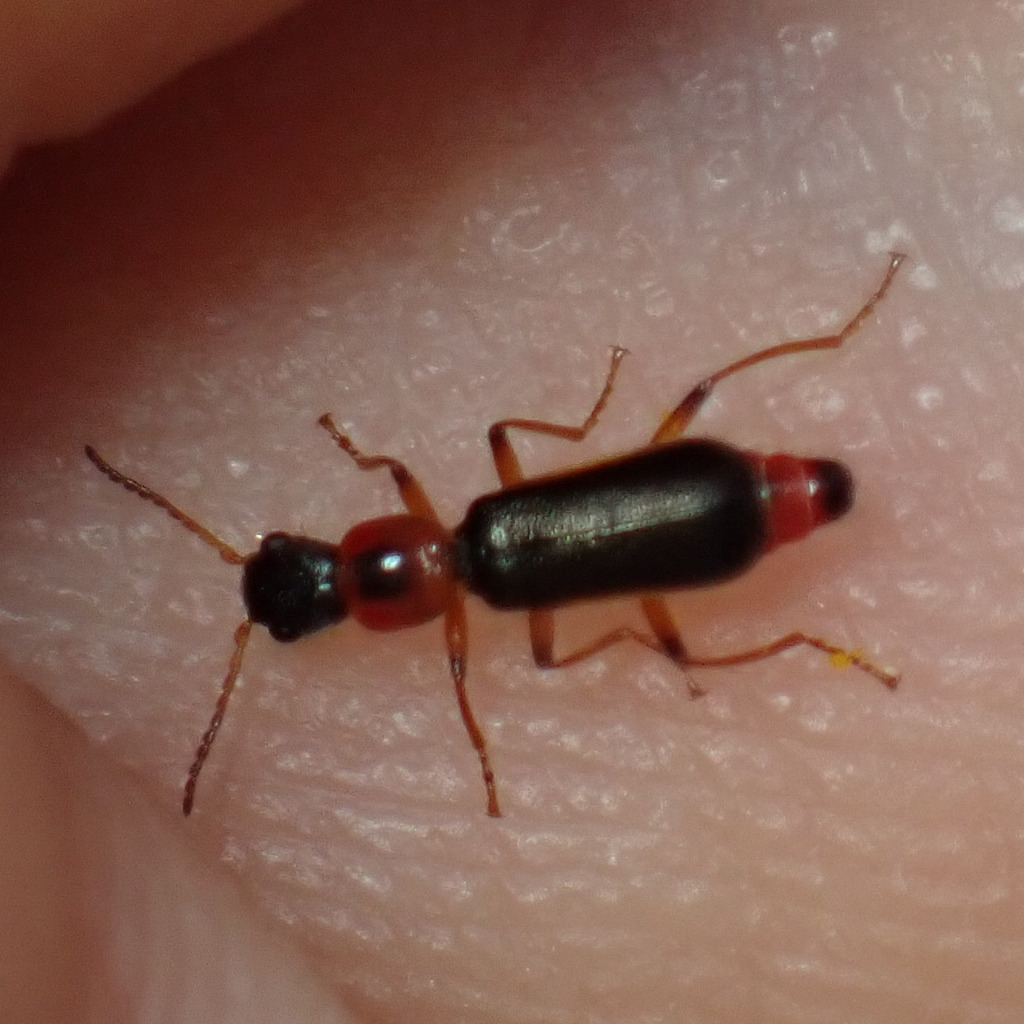 Protapalochrus flavolimbatus