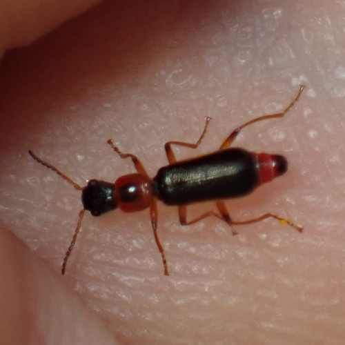 Protapalochrus flavolimbatus