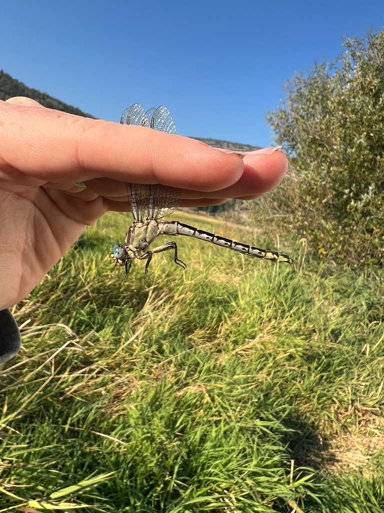 Olive Clubtail