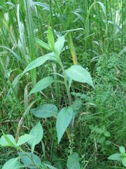 Symphyotrichum × tardiflorum