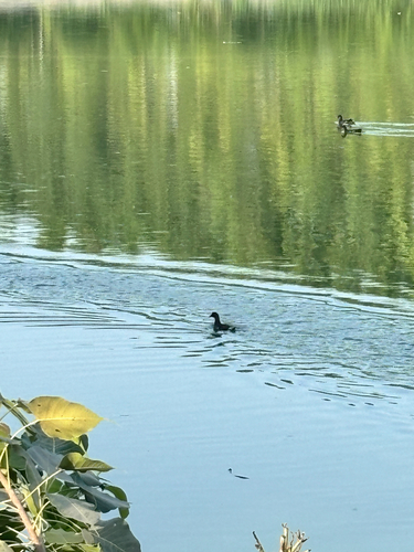 Eurasian Moorhen